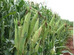 Maize price rise hits dairy sector