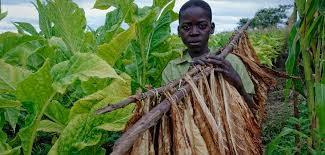 US suspends importing Malawi Tobacco over forced child labour allegations