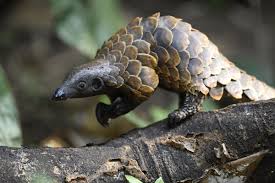 Three pangolin traffickers arrested in Limbe