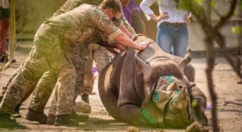 British troops move black rhinos to Malawi