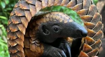 Two arrested over pangolin possession in Lilongwe