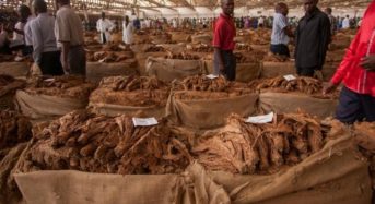 Tobacco sales up by 56% this year