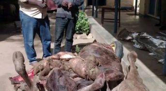 Chikwawa Police catch cattle thieves red-handed