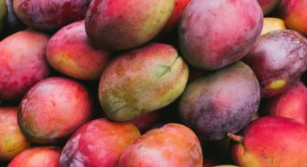 Malawi tops Africa in mango production