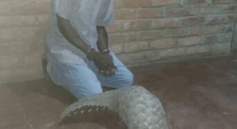 Police in Chikwawa arrest man for possessing live Pangolin