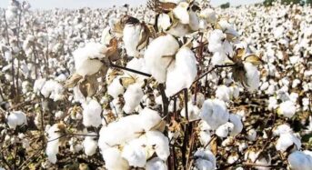 Malawi’s Cotton Industry Sees Decline in Sales Volumes, Despite Favorable Market Prices