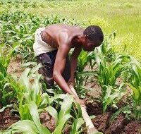 Is Malawi able to feed itself three meals each day?