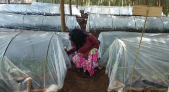 Solidaridad Provides Over 80,000 Tea Seedlings to Uplift Farmers in Thyolo District, Malawi