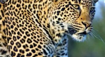 Nkhotakota Wildlife Reserve confirms presence of leopards