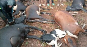 Lightning claims 34 cows in Mchinji