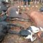 Lightning claims 34 cows in Mchinji