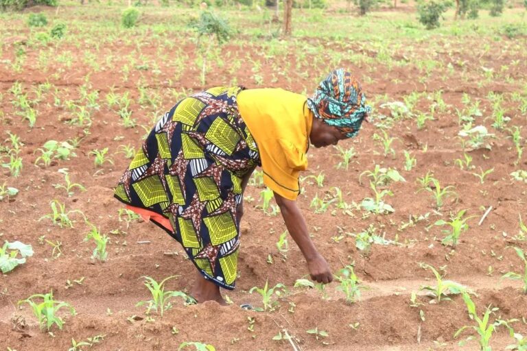 Farmers Reap Benefits from Affordable Input Program in Lilongwe